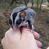 Sugar Glider joeys for sale, Ready Now licensed breeder