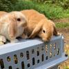 Minilop Rabbits