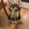 Female German Shepherd Mt Pleasant MI