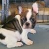 French bulldog male puppy