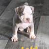 AMERICAN BULLY PUPPIES