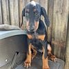 Doberman Male/Female