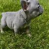Blue on tan frenchie