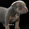 American bully puppies