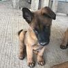 Purebred Belgian Malinois Male 12 Weeks