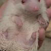 African Pygmy Hedgehogs