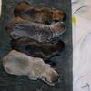  Liberty’s Cane Corso Dynasty 