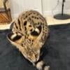 AFRICAN SERVAL KITTENS AVAILABLE 2 BOYS LEFT