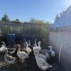 Geese 