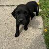 American bully / pitbull Terror puppies ready April 24th