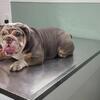 English bulldog