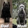 2 Cane Corso Puppies (male/female)