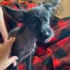 akc blue hairless male chinese crested