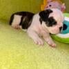 Frenchie Puppies Male