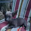 Mexican hairless/chihuahua