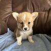 Pembroke welsh corgi