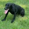 Black Lab Retriever Puppy