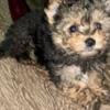 Yorkie Poo Puppies Ready Now!