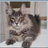 Female Maine Coon For Sale