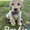 Barbie - F1bb Standard Goldendoodle - Morehead, KY