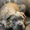 Blue brindle female pup born 4/15/24 currently available