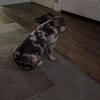 Quality Female French bulldog for sale