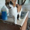 Calico cat  rehoming for free