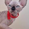 Boys Canadian Sphynx