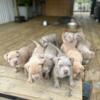 XL American Bully Puppies