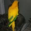 Female Golden Conure Parrot