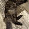 Maine Coon female