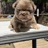 Frenchbulldog puppies for sale!