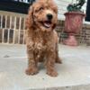 Mini Goldendoodles male and females