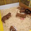 Basset Hound  Puppies for Rehoming