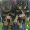 AKC Rottweiler puppies