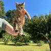 Bobtail kittens awesome house hold pet!