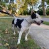 Mini Bull Terrier Female