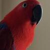 Young female eclectus.