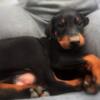 Doberman Puppies, Fe/male, Black/Rust Currently Available