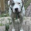 White Merle catahoula pitbull mix