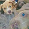 💖 Sweet Pitbull Puppies Looking for Their Forever Homes – Born August 6, 2025!