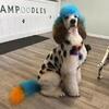 Doodle puppies