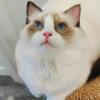 beautiful ragdoll boy available