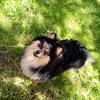 AKC Pomeranian male puppy 