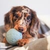 Very playful and loving Dachshund Puppy