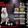 2y old American Bully male