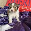 Sheltie - Female