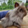 Purebred lionhead babies for sale! Ready Now!