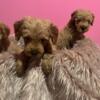 Goldendoodle Puppies for sale