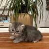 Persian Kittens - Waynesboro Va. - 2 Available